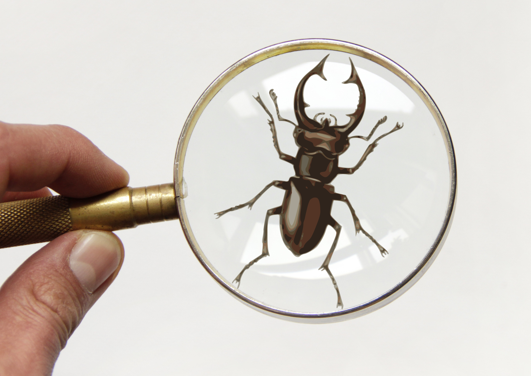 Observação de Aves