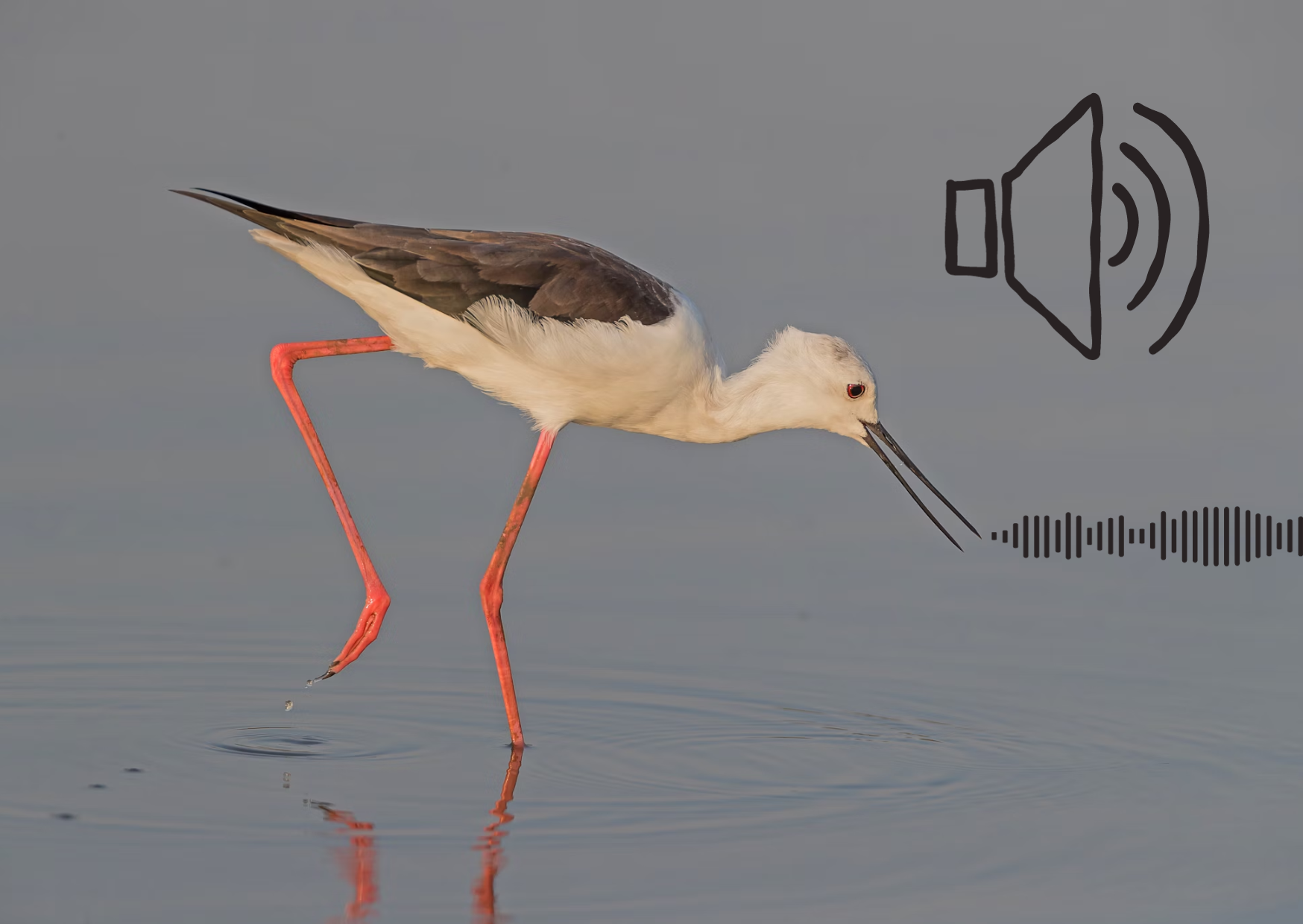 Sons da Ria: Melodias de setembro