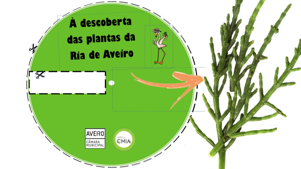A Roda das Plantas da Ria