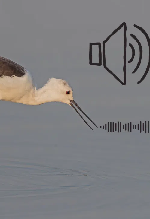 Sons da Ria: Melodias de fevereiro | Oficinas com Vida