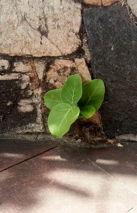 A Primavera no convento