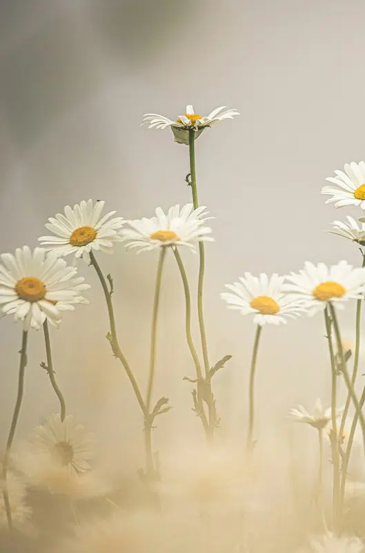 Junho Florido