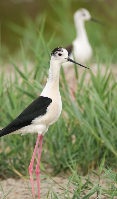 As aves das salinas  | Oficinas com Vida